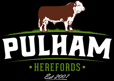 Pulham Herefords - no photo