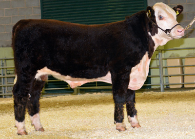 Hereford Bulls For Sale - Pulham 1 Momentous