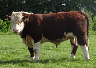 Hereford Bulls For Sale - Pulham Lancelot