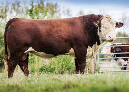 Pulham Herefords Sires - Romany 1 Machine D1 M13